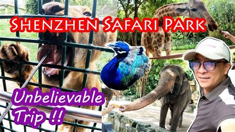 深圳哪個公園有動物：探討城市中的自然與野趣